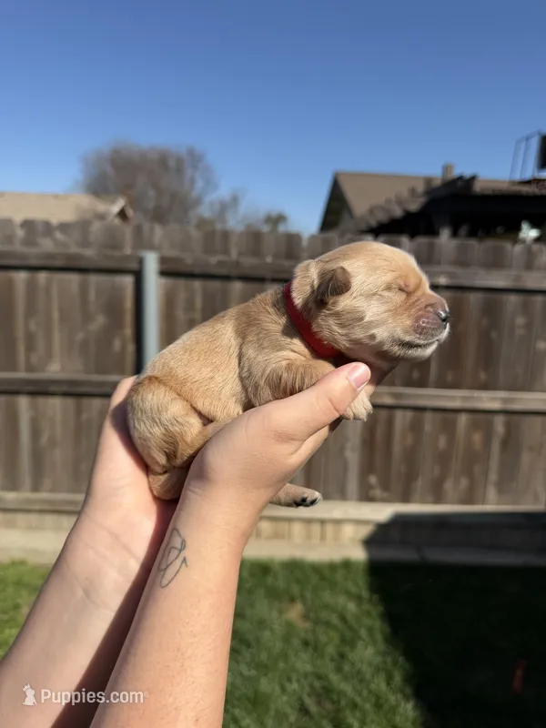 Boy - Red – Golden Retriever puppy for sale in Hanford, CA