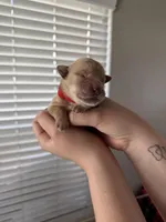 Boy - Red, a male Golden Retriever for sale in Hanford, CA – Photo 1 of 5