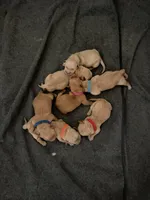 Boy - Red, a male Golden Retriever for sale in Hanford, CA – Photo 5 of 5