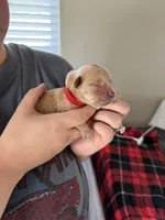 Boy - Red, a male Golden Retriever for sale in Hanford, CA – Photo 3 of 5