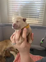 Boy - Yellow, a male Golden Retriever for sale in Hanford, CA – Photo 1 of 5