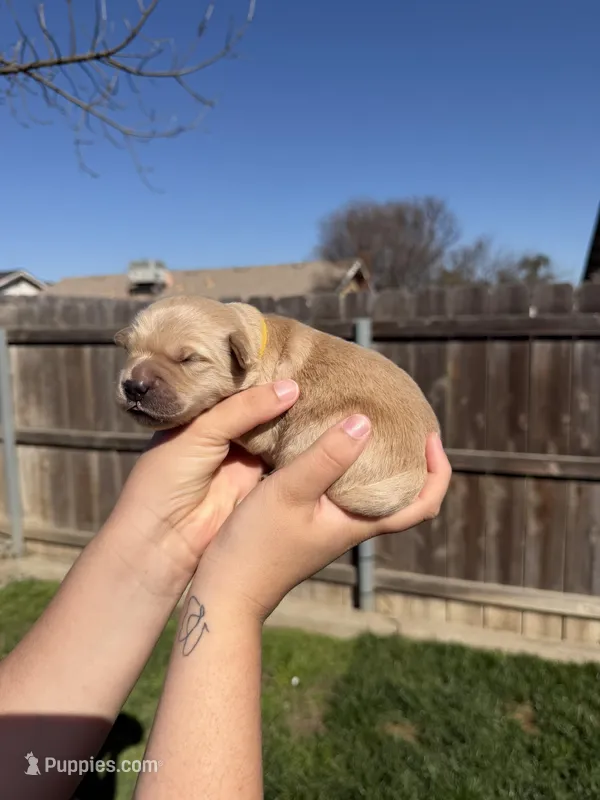 Boy - Yellow – Golden Retriever puppy for sale in Hanford, CA