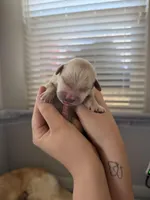 Boy - Cyan, a male Golden Retriever for sale in Hanford, CA – Photo 2 of 4