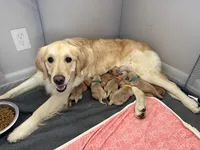Boy - Cyan, a male Golden Retriever for sale in Hanford, CA – Photo 3 of 4