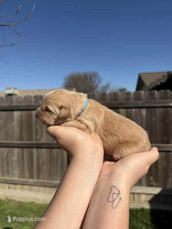 Boy - Cyan – Golden Retriever puppy for sale in Hanford, CA