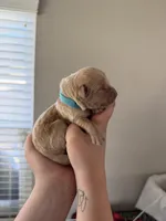 Boy - Cyan, a male Golden Retriever for sale in Hanford, CA – Photo 1 of 4