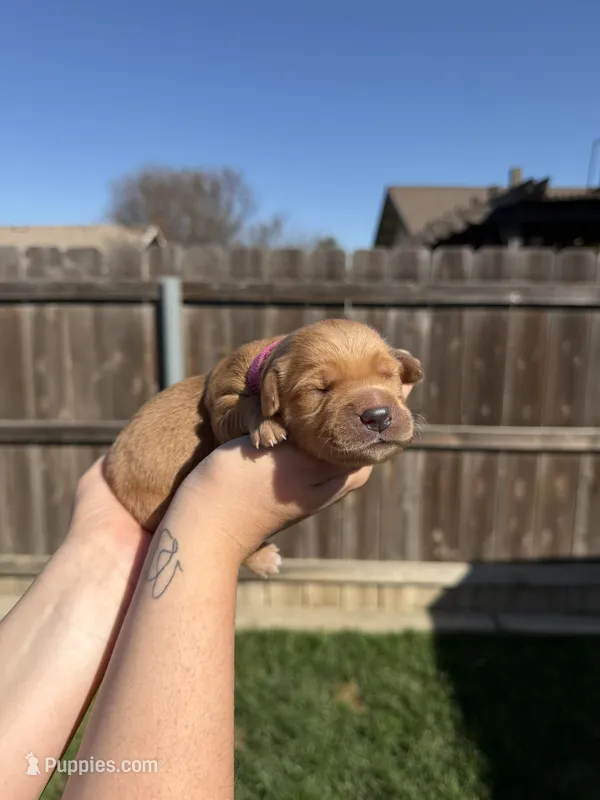 Girl - Pink – Golden Retriever puppy for sale in Hanford, CA