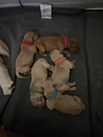Girl - Pink, a female Golden Retriever for sale in Hanford, CA – Photo 3 of 7