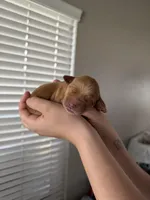 Girl - Pink, a female Golden Retriever for sale in Hanford, CA – Photo 2 of 7