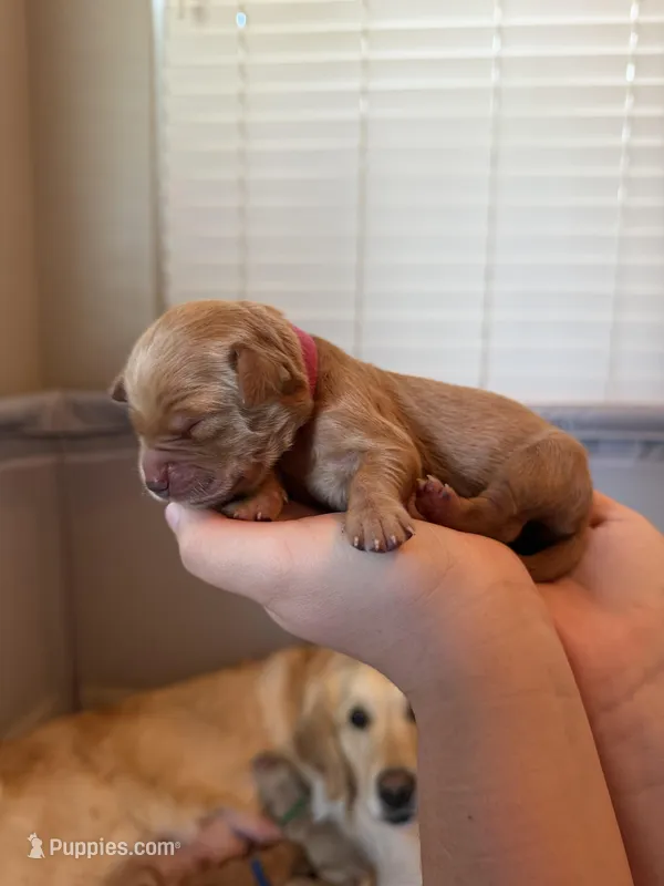 Girl - Pink – Golden Retriever puppy for sale in Hanford, CA
