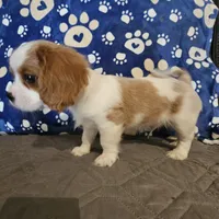 Oscar, a male Cavalier King Charles Spaniel and Shih Tzu for sale in Longview, TX – 4 of 7