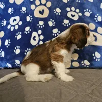 Elsie, a female Cavalier King Charles Spaniel and Shih Tzu for sale in Longview, TX – 3 of 6