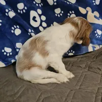 Rosie, a female Cavalier King Charles Spaniel and Shih Tzu for sale in Longview, TX – 3 of 5
