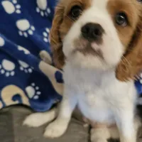 Rosie, a female Cavalier King Charles Spaniel and Shih Tzu for sale in Longview, TX – 2 of 5