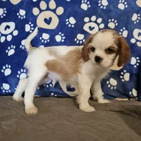 Hoss, a male Cavalier King Charles Spaniel and Shih Tzu for sale in Longview, TX – 2 of 4