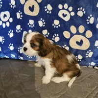 Elsie, a female Cavalier King Charles Spaniel and Shih Tzu for sale in Longview, TX – 4 of 6