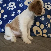 Hoss, a male Cavalier King Charles Spaniel and Shih Tzu for sale in Longview, TX – 4 of 4