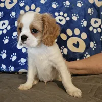 Brutus, a male Cavalier King Charles Spaniel and Shih Tzu for sale in Longview, TX – 4 of 4