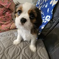 Elsie, a female Cavalier King Charles Spaniel and Shih Tzu for sale in Longview, TX – 2 of 6