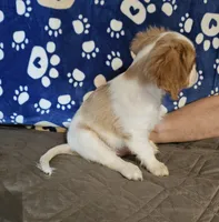 Brutus, a male Cavalier King Charles Spaniel and Shih Tzu for sale in Longview, TX – 2 of 4