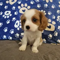 Oscar, a male Cavalier King Charles Spaniel and Shih Tzu for sale in Longview, TX – 6 of 7