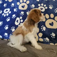 Sugar Foot, a female Cavalier King Charles Spaniel and Shih Tzu for sale in Longview, TX – 5 of 6