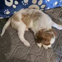 Rosie, a female Cavalier King Charles Spaniel and Shih Tzu for sale in Longview, TX – 4 of 5