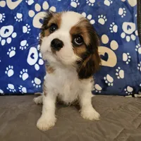 Elsie, a female Cavalier King Charles Spaniel and Shih Tzu for sale in Longview, TX – 5 of 6
