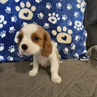 Oscar, a male Cavalier King Charles Spaniel and Shih Tzu for sale in Longview, TX – 5 of 7