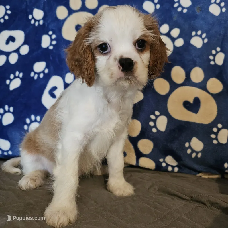 Hoss – Cavalier King Charles Spaniel, Shih Tzu puppy for sale in Longview, TX