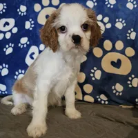 Hoss, a male Cavalier King Charles Spaniel and Shih Tzu for sale in Longview, TX – 1 of 4