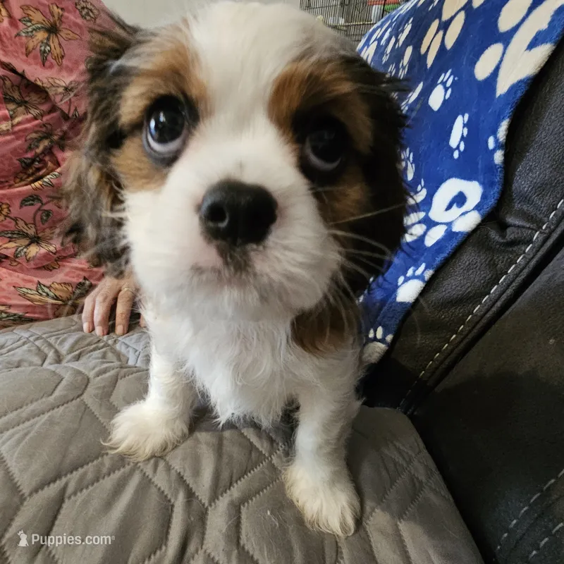 Elsie – Cavalier King Charles Spaniel, Shih Tzu puppy for sale in Longview, TX