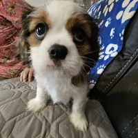 Elsie, a female Cavalier King Charles Spaniel and Shih Tzu for sale in Longview, TX – 1 of 6