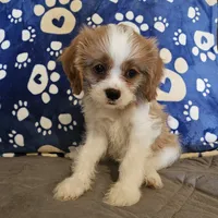 Sugar Foot, a female Cavalier King Charles Spaniel and Shih Tzu for sale in Longview, TX – 3 of 6