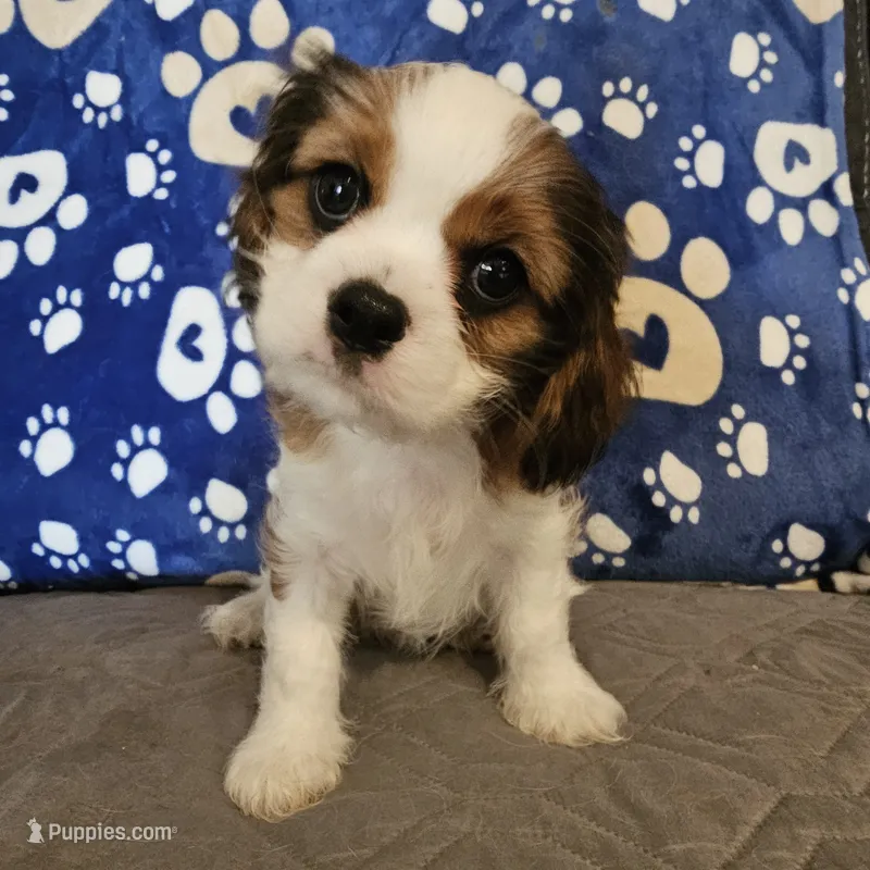 Elsie – Cavalier King Charles Spaniel, Shih Tzu puppy for sale in Longview, TX