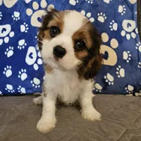 Elsie, a female Cavalier King Charles Spaniel and Shih Tzu for sale in Longview, TX – 6 of 6