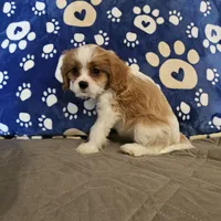 Sugar Foot, a female Cavalier King Charles Spaniel and Shih Tzu for sale in Longview, TX – 2 of 6