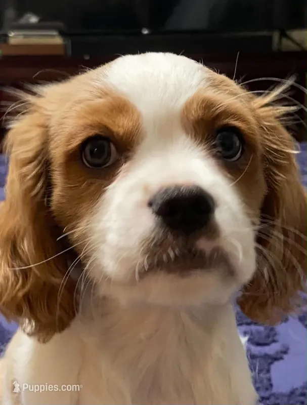 Rosie – Cavalier King Charles Spaniel, Shih Tzu puppy for sale in Longview, TX