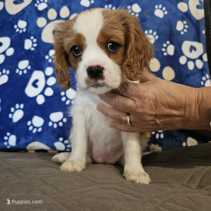 Rosie – Cavalier King Charles Spaniel, Shih Tzu puppy for sale in Longview, TX