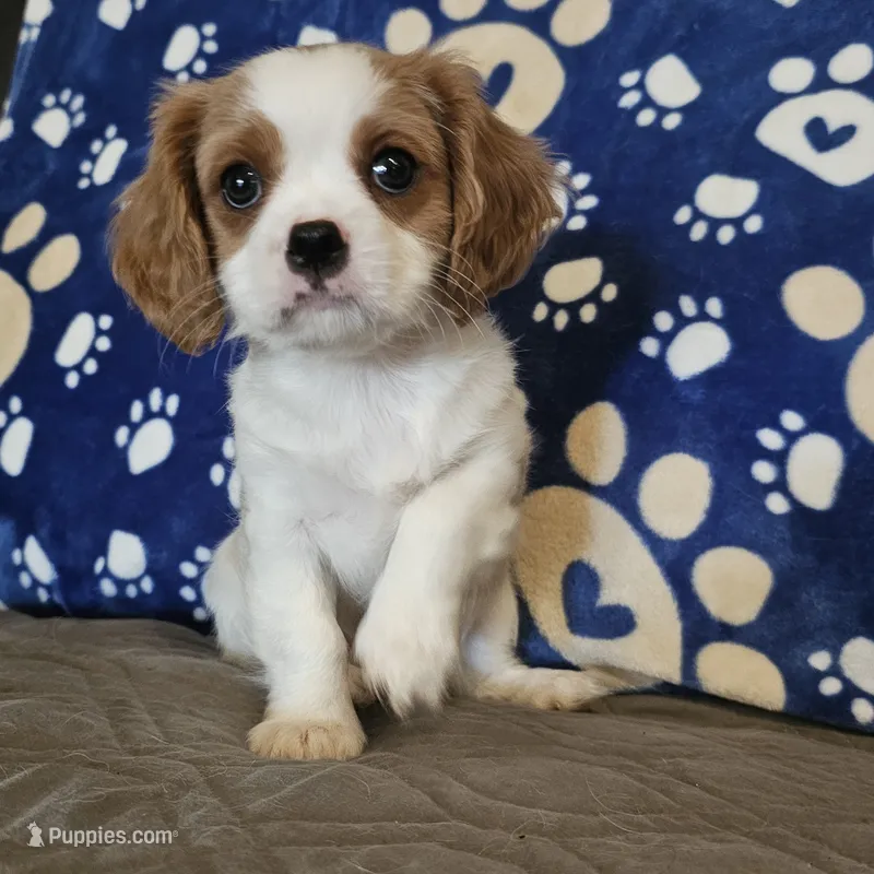 Oscar – Cavalier King Charles Spaniel, Shih Tzu puppy for sale in Longview, TX