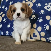 Oscar, a male Cavalier King Charles Spaniel and Shih Tzu for sale in Longview, TX – 1 of 7