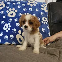 Sugar Foot, a female Cavalier King Charles Spaniel and Shih Tzu for sale in Longview, TX – 6 of 6
