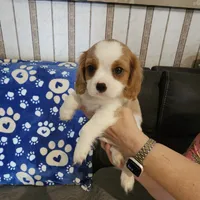 Oscar, a male Cavalier King Charles Spaniel and Shih Tzu for sale in Longview, TX – 3 of 7