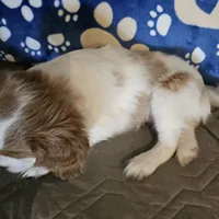 Rosie, a female Cavalier King Charles Spaniel and Shih Tzu for sale in Longview, TX – 5 of 5