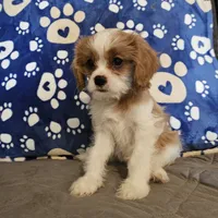 Sugar Foot, a female Cavalier King Charles Spaniel and Shih Tzu for sale in Longview, TX – 4 of 6