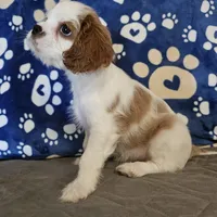 Hoss, a male Cavalier King Charles Spaniel and Shih Tzu for sale in Longview, TX – 3 of 4