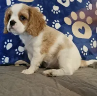 Brutus, a male Cavalier King Charles Spaniel and Shih Tzu for sale in Longview, TX – 1 of 4