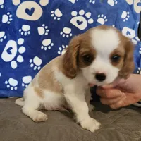 Oscar, a male Cavalier King Charles Spaniel and Shih Tzu for sale in Longview, TX – 7 of 7