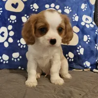 Oscar, a male Cavalier King Charles Spaniel and Shih Tzu for sale in Longview, TX – 2 of 7