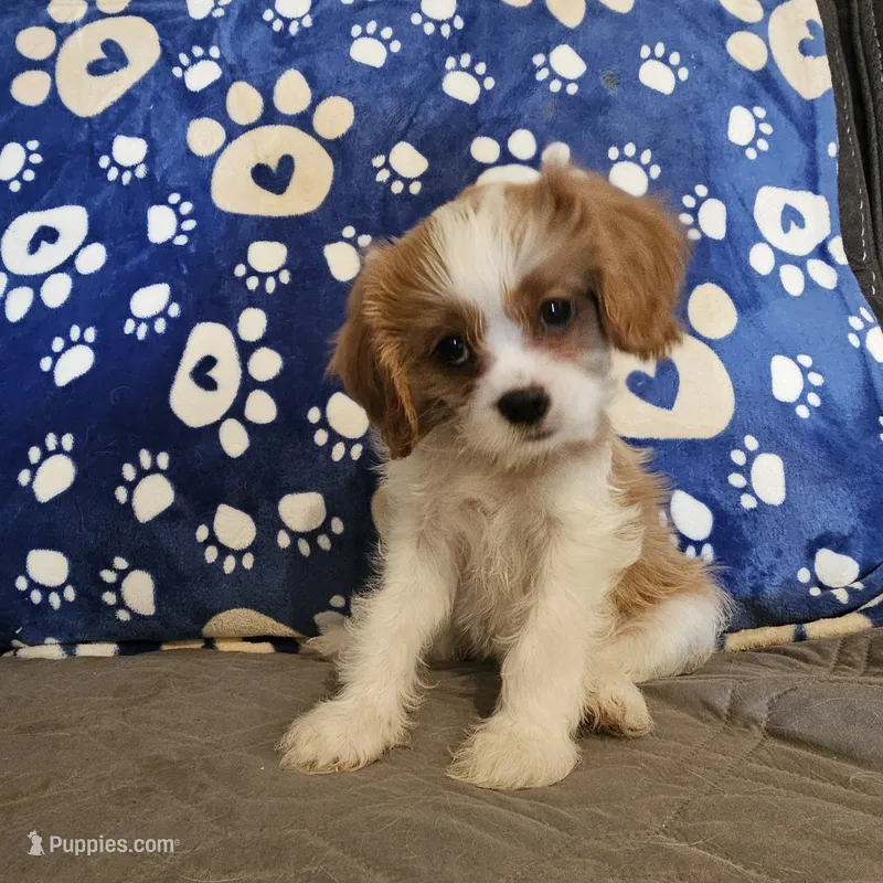 Sugar Foot – Cavalier King Charles Spaniel, Shih Tzu puppy for sale in Longview, TX